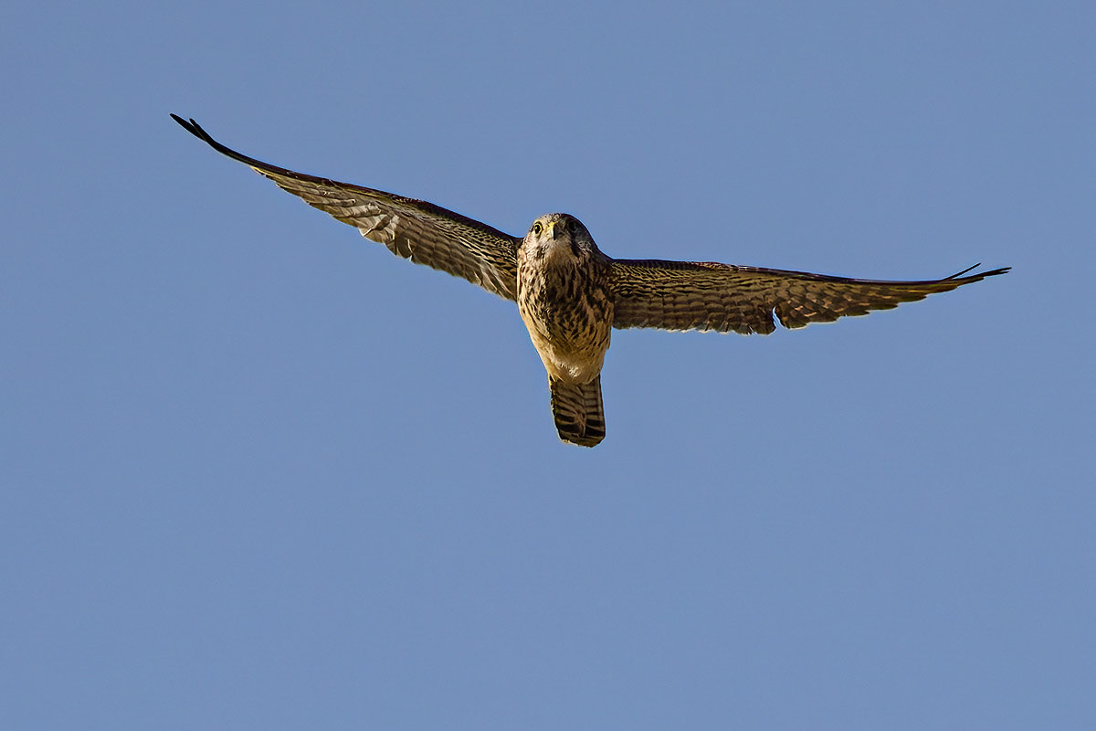 Kestrel