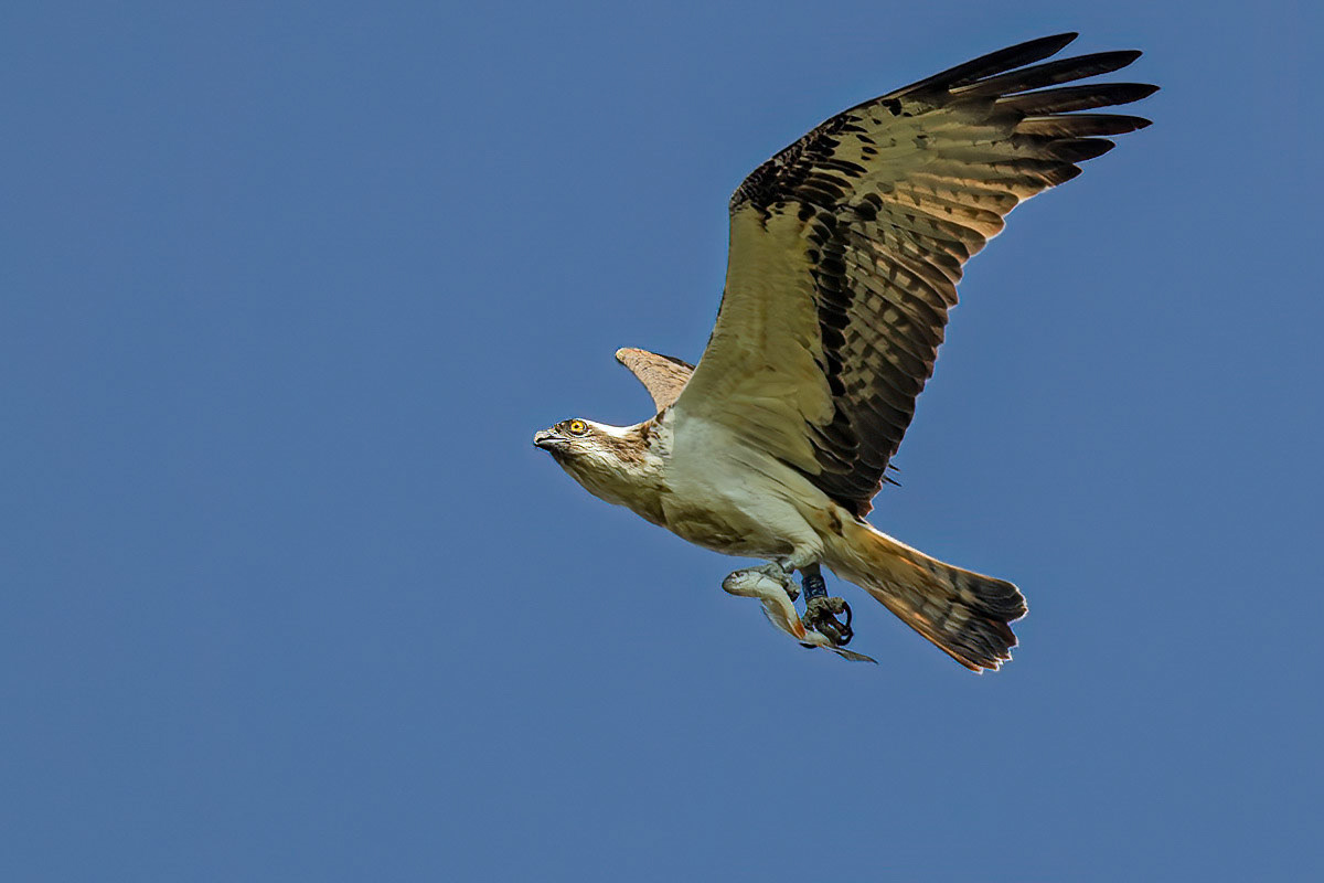 Osprey