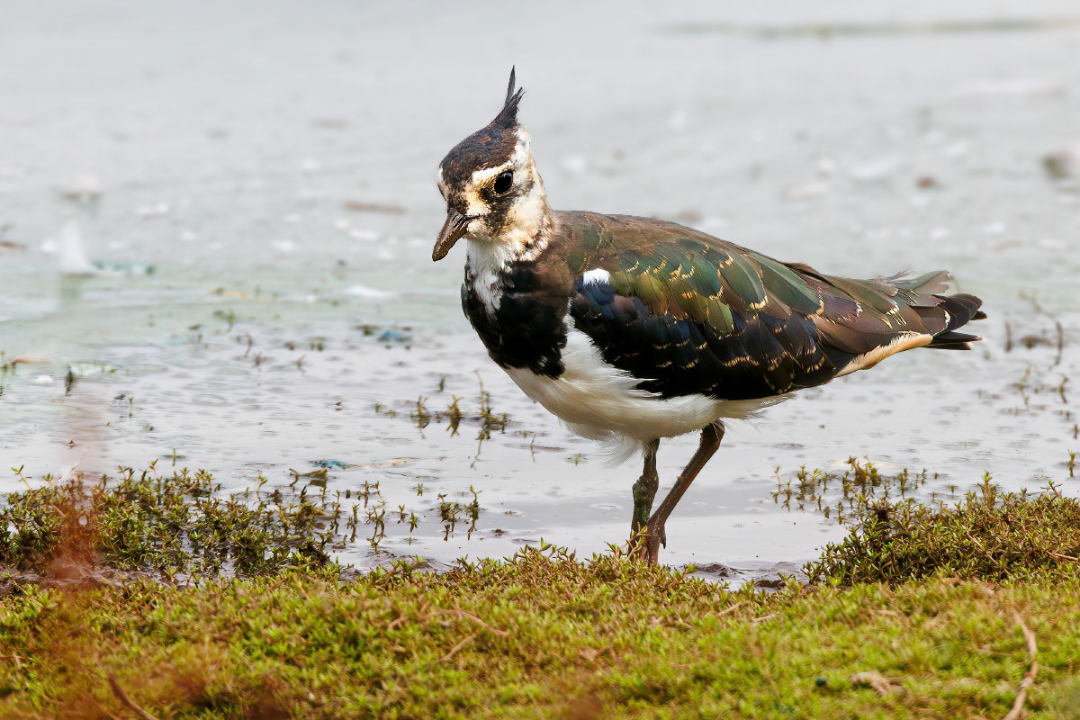 Lapwing