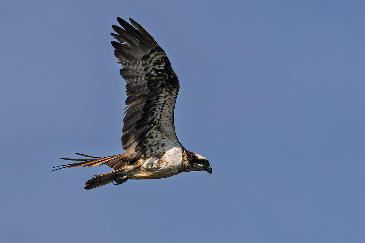 Osprey