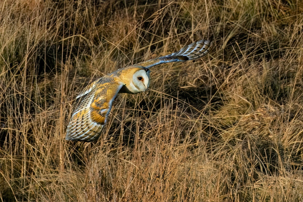 Barn Owl