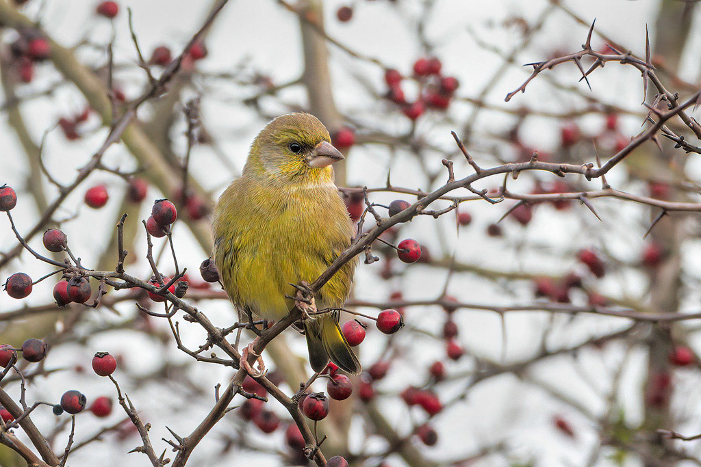 Greenfinch