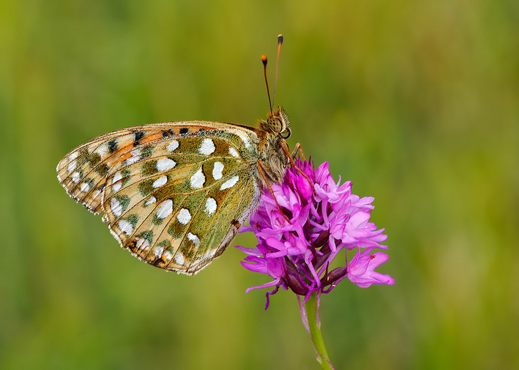 Dark Green Fritillary