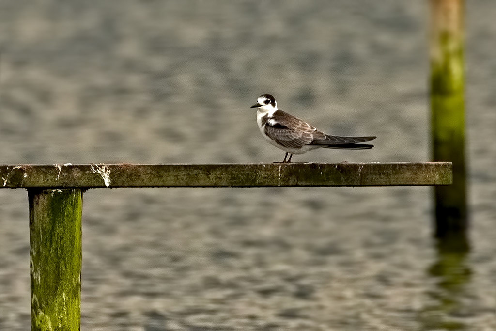 Juvenile Black Tern