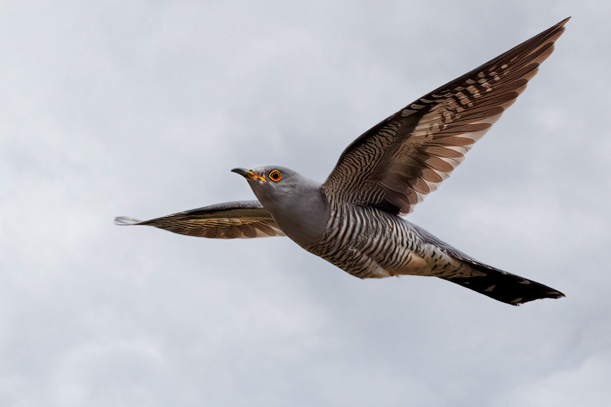Cuckoo