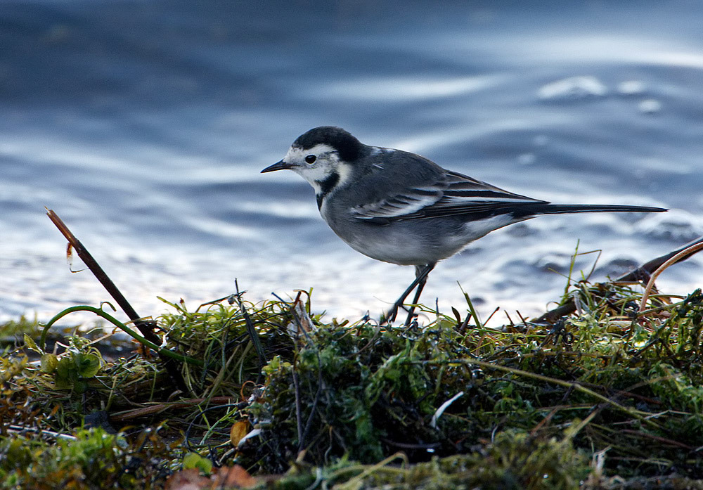 Pied Wagtail