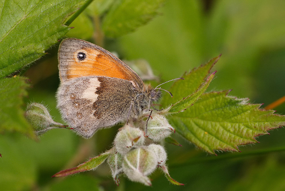 Small Heath