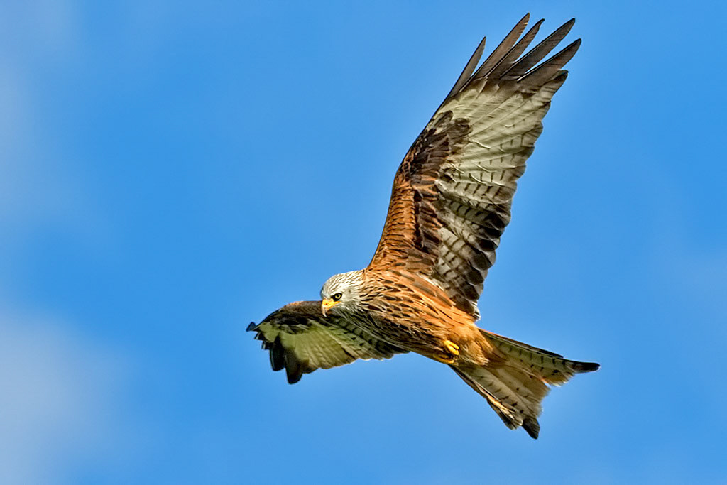 Red Kite