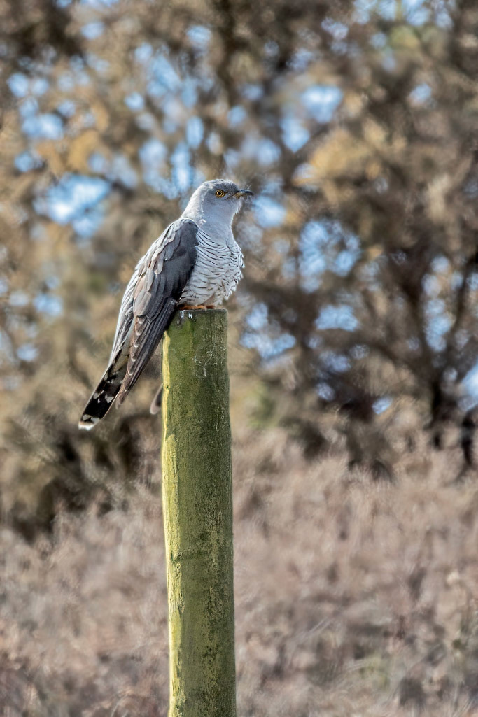 Cuckoo