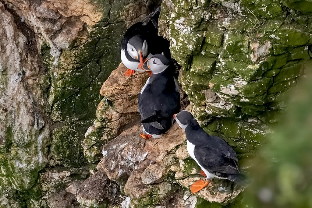 Puffin