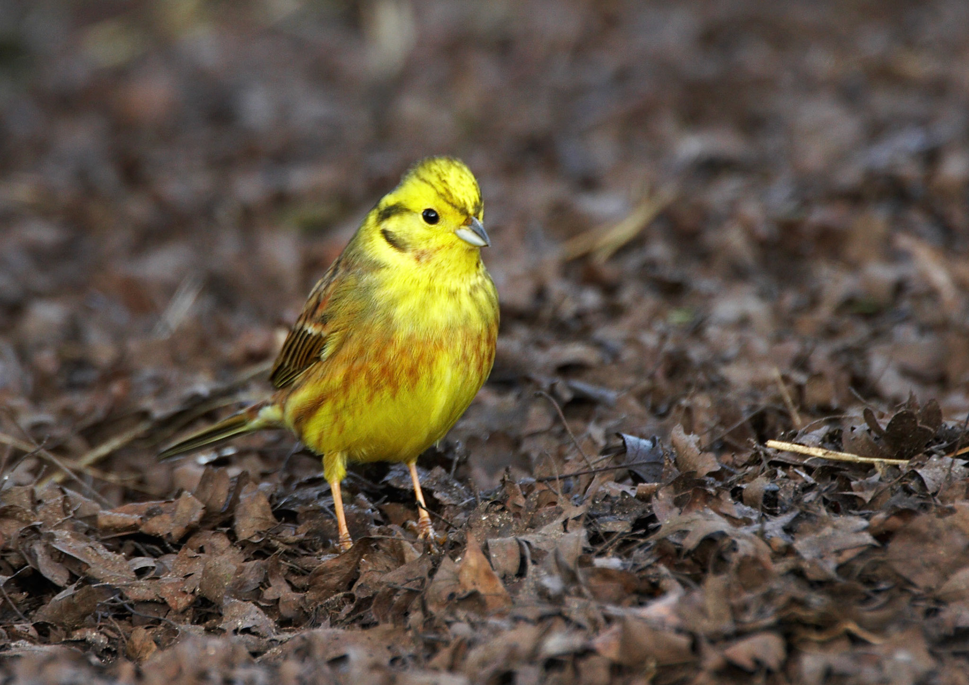 Yellowhammer