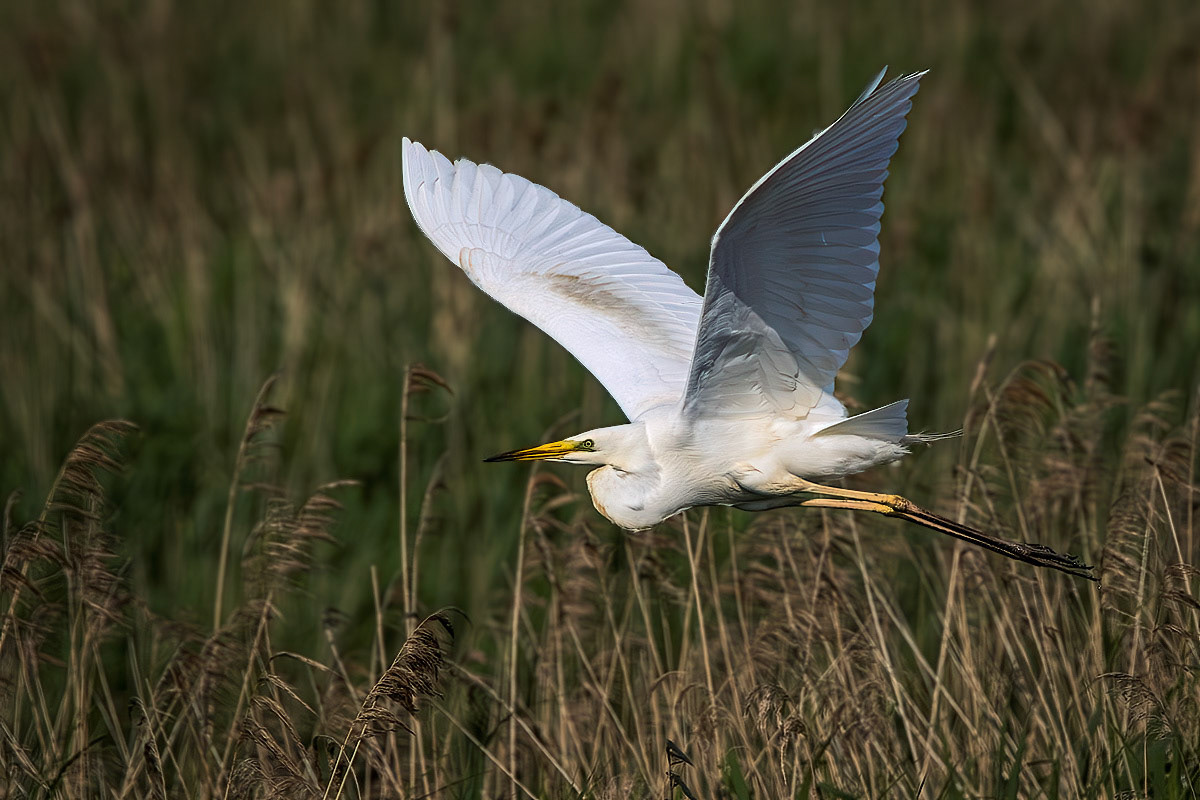 Great White Egret