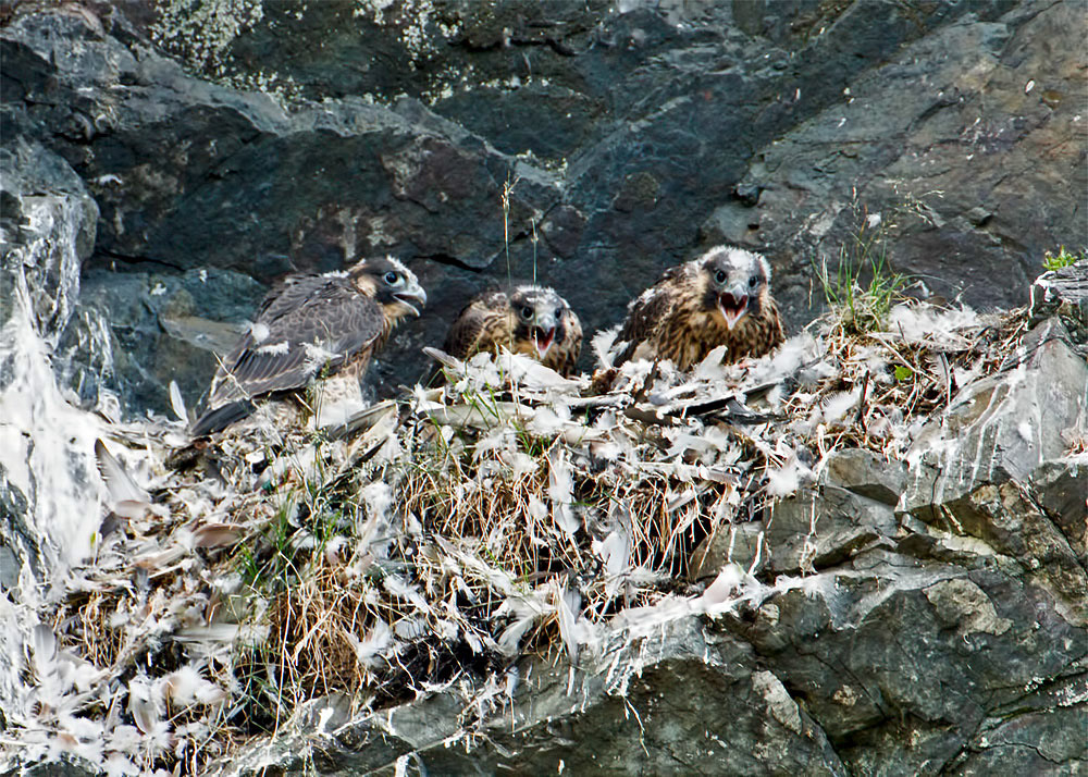 Peregrine