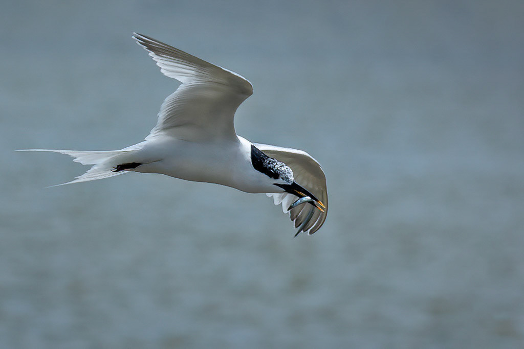 Sandwich Tern