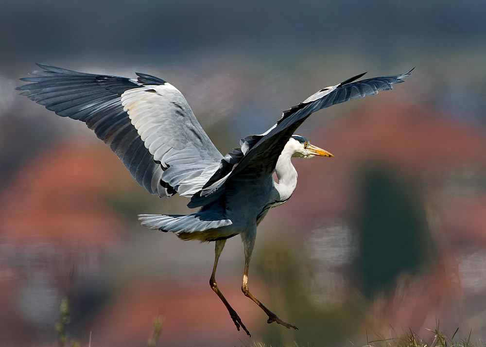 Grey Heron