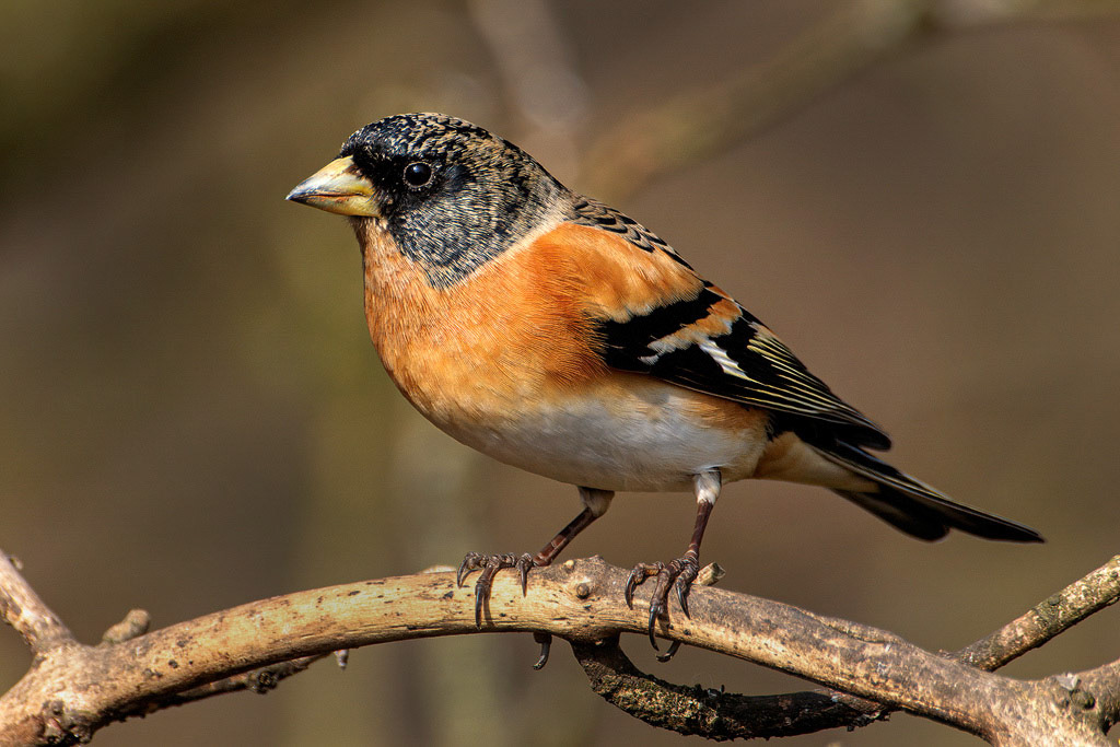 Brambling