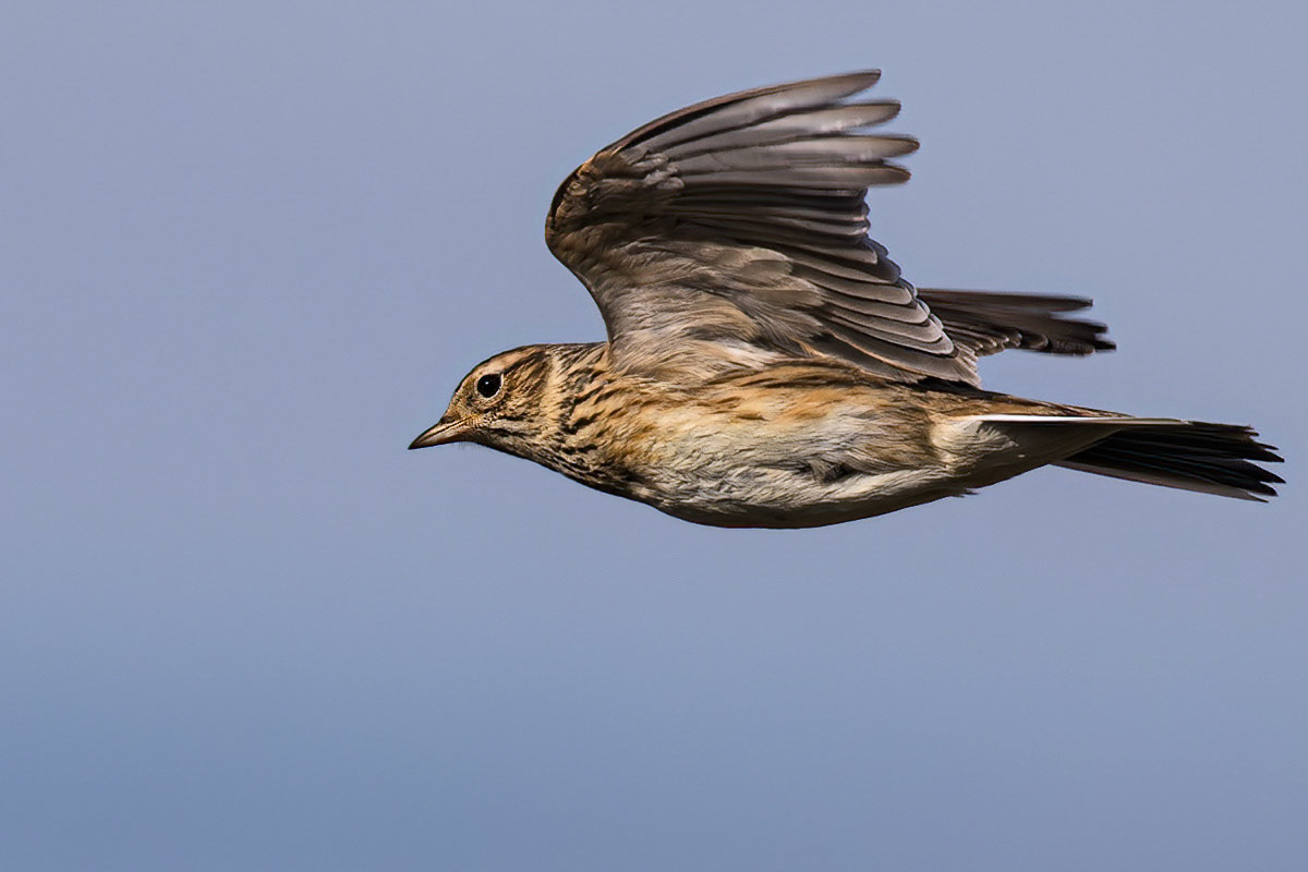 Skylark