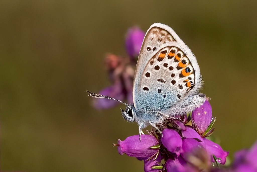 Silver-studded Blue