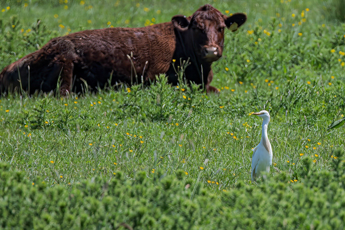 Cattle Egret