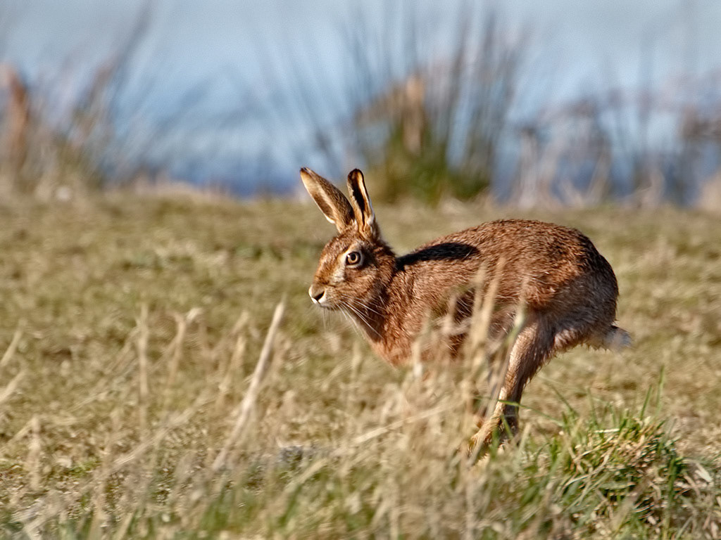 Hare