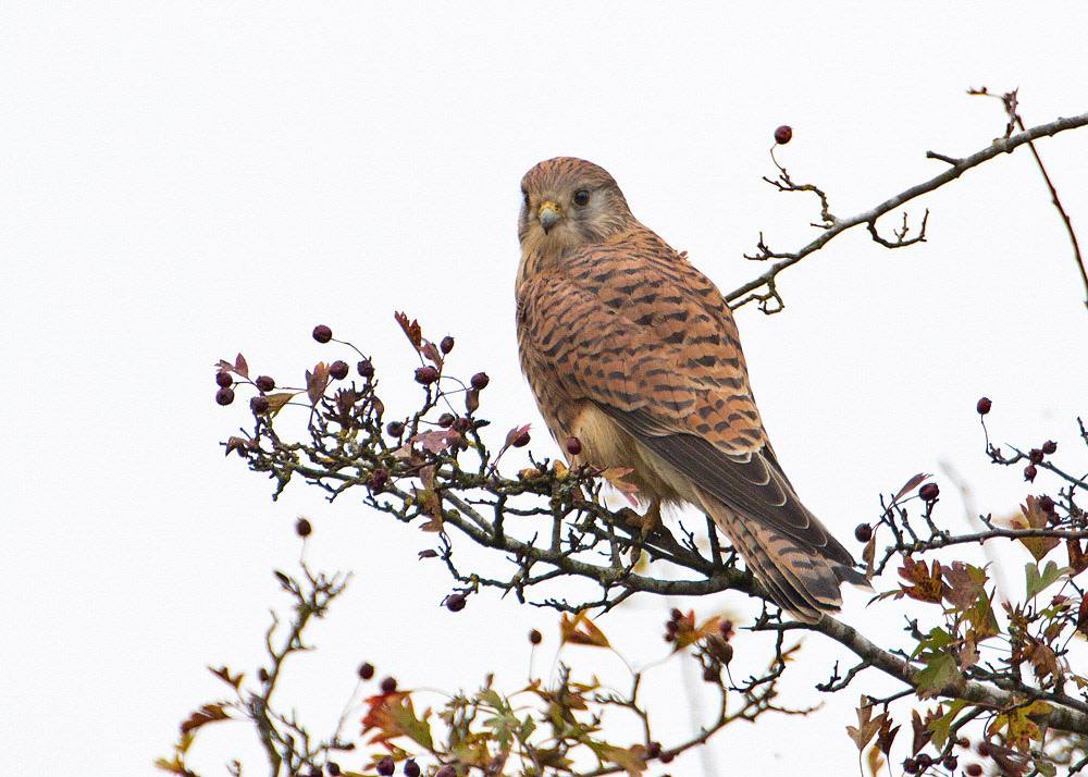 Kestrel