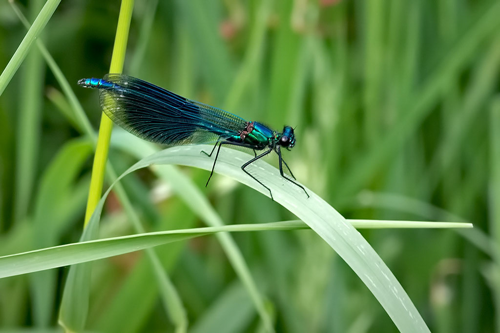 Banded Demoiselle