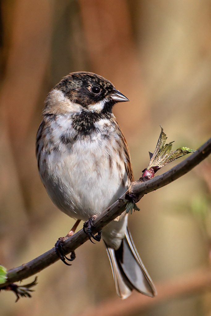 Reed Bunting