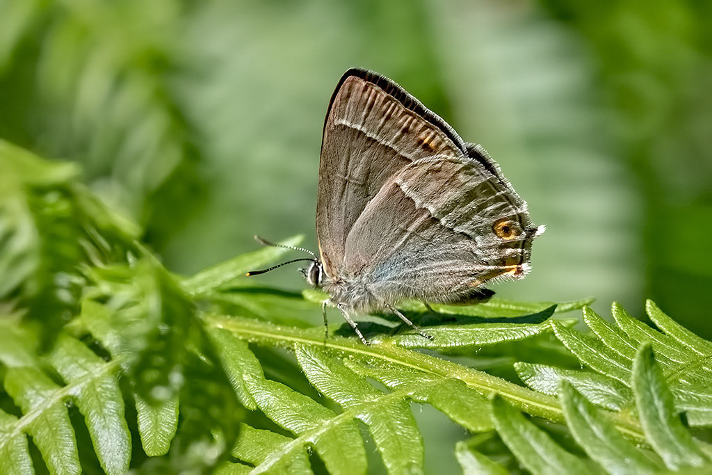Purple Hairstreak