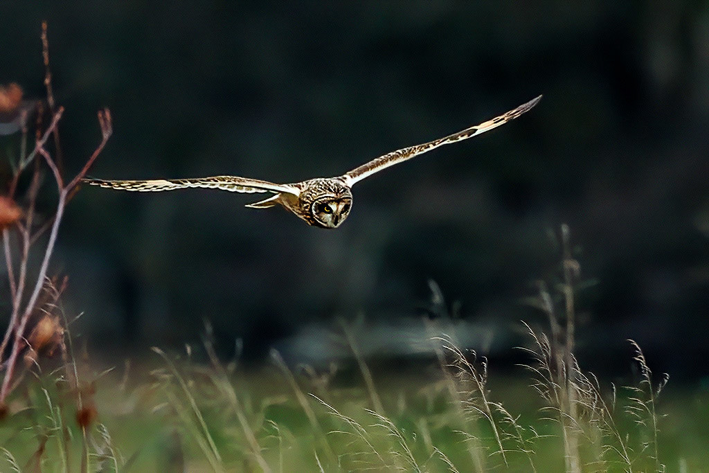 Short-eared Owl