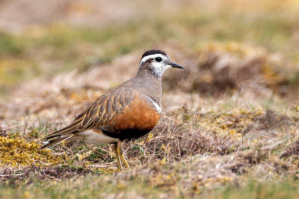 Dotterel