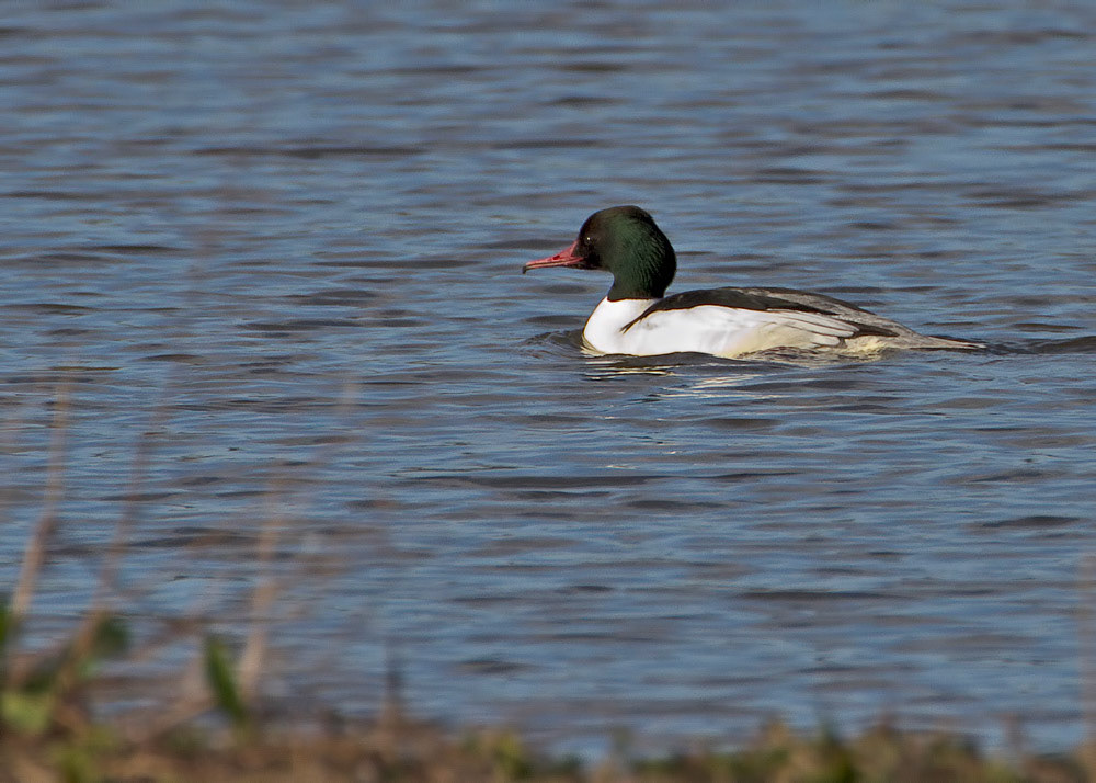 Goosander