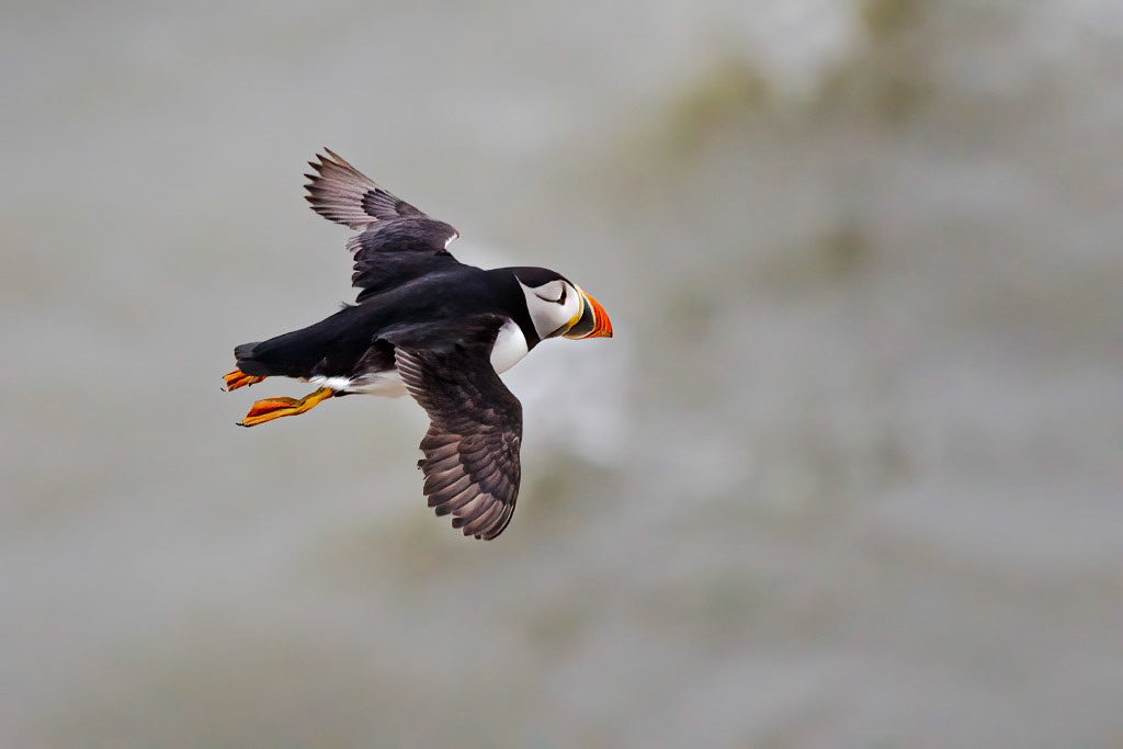 Puffin
