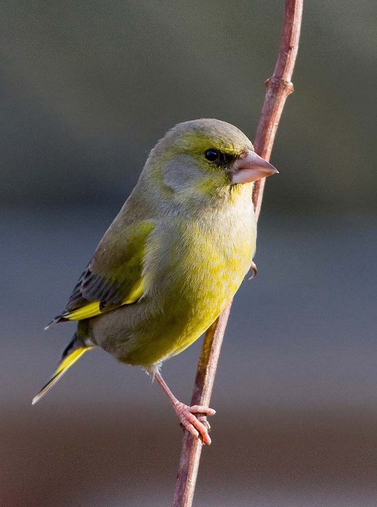 Greenfinch