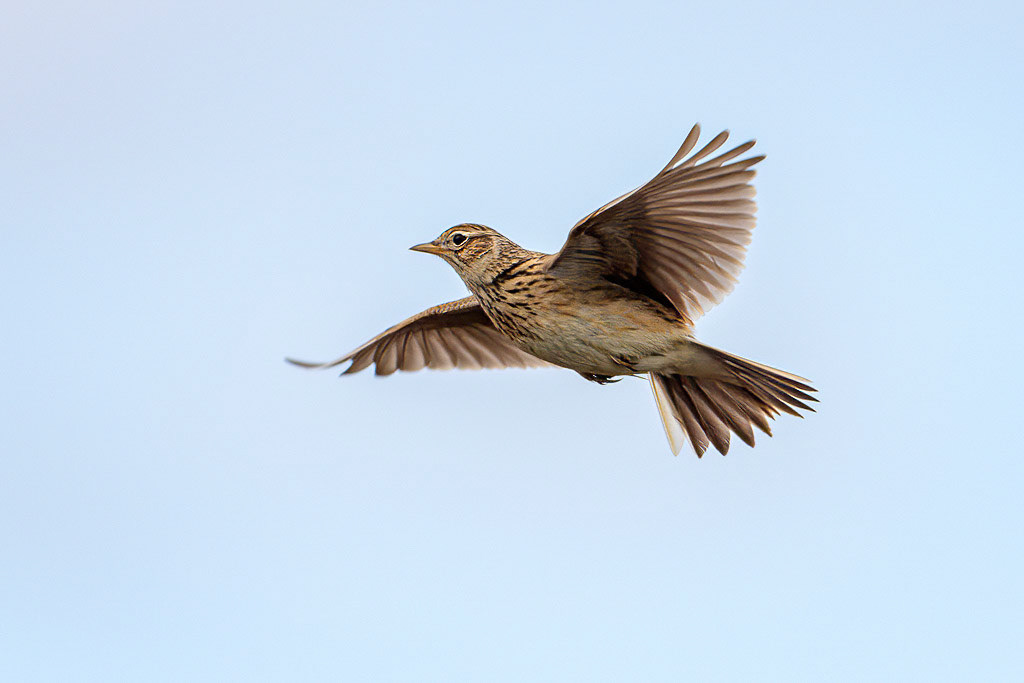 Skylark
