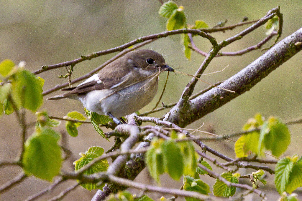Pied Flycatcher