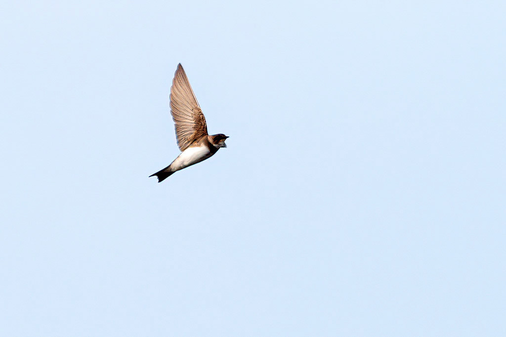 Sand Martin