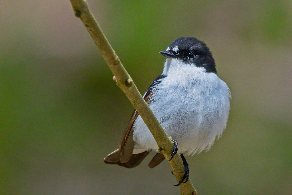 Pied Flycatcher