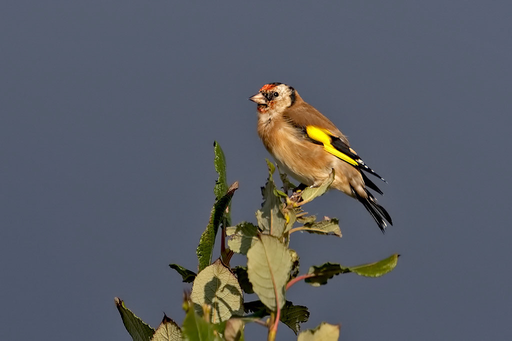 Goldfinch