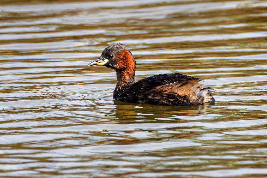 Little Grebe