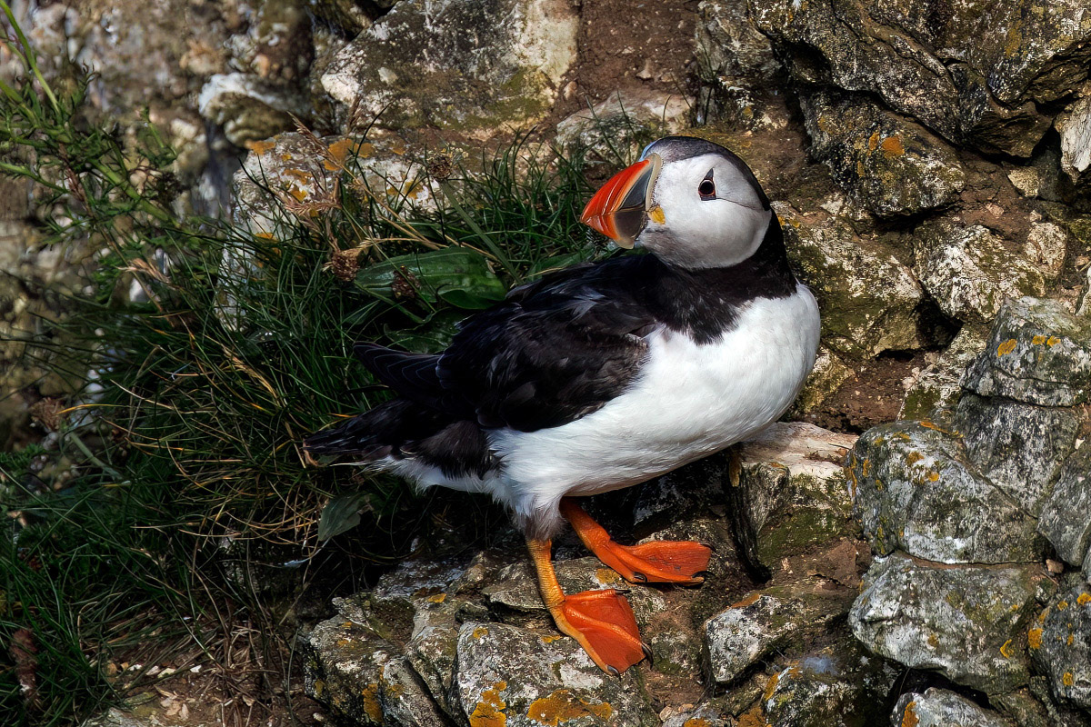 Puffin