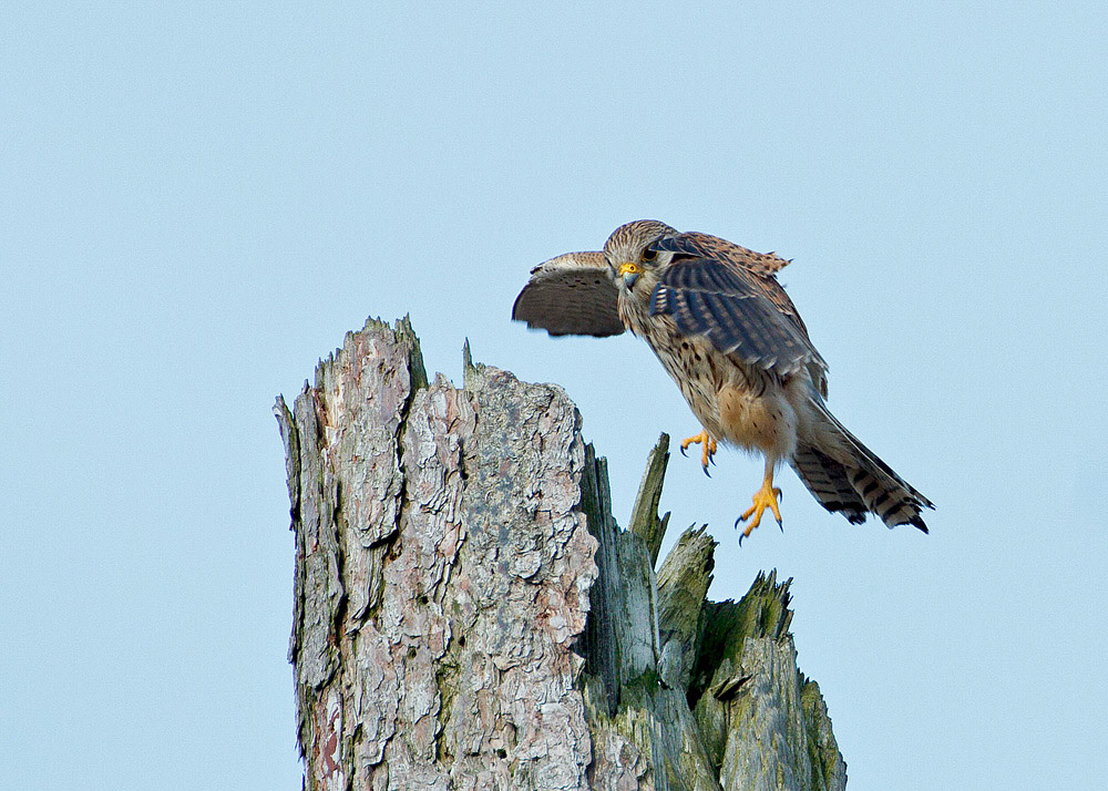 Kestrel