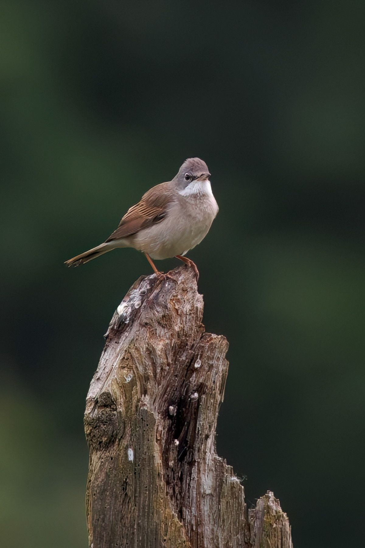 Common Whitethroat