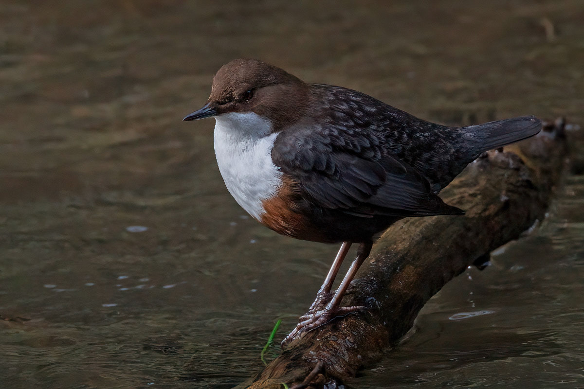 White-throated Dipper