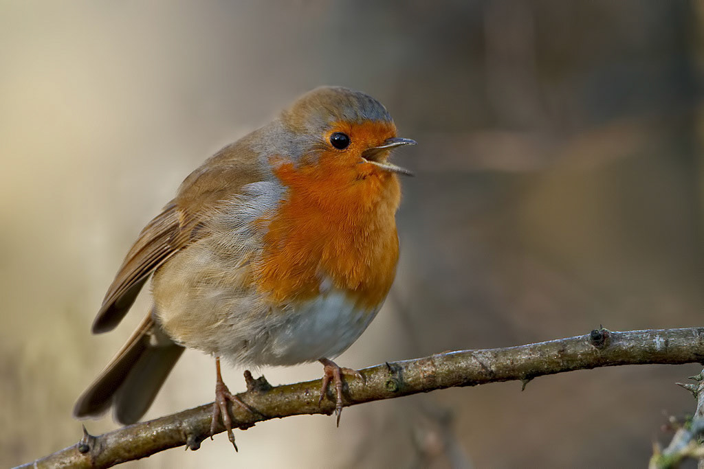 Robin