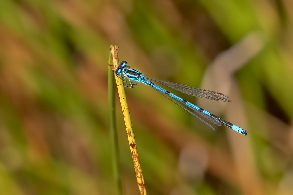 Azure Damselfly