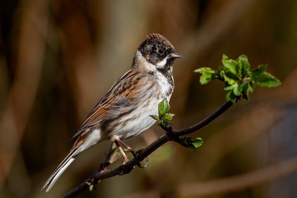 Reed Bunting