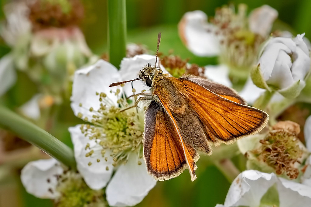 Small Skipper