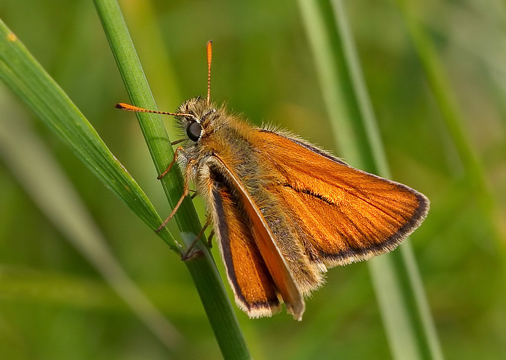 Small Skipper