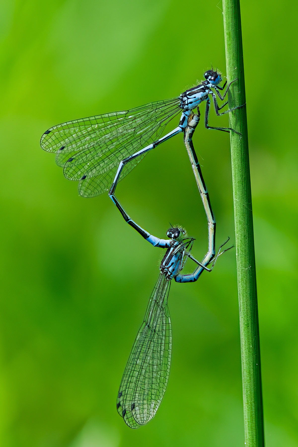 Azure Damselfly