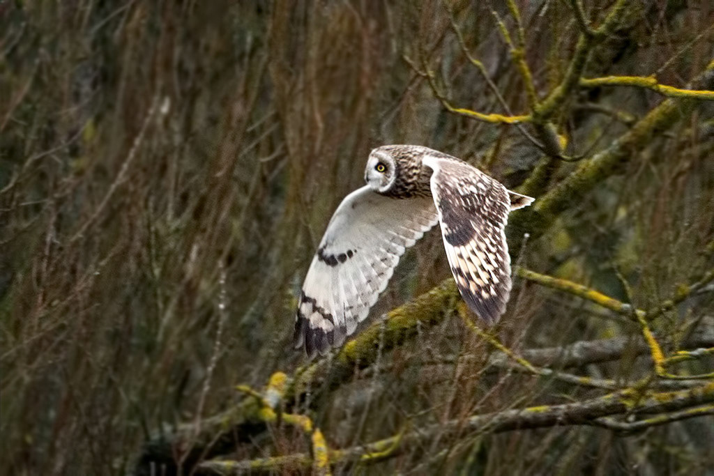 Short-eared Owl